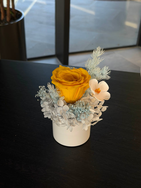 Daisy - Everlasting Preserved Flower in Vase