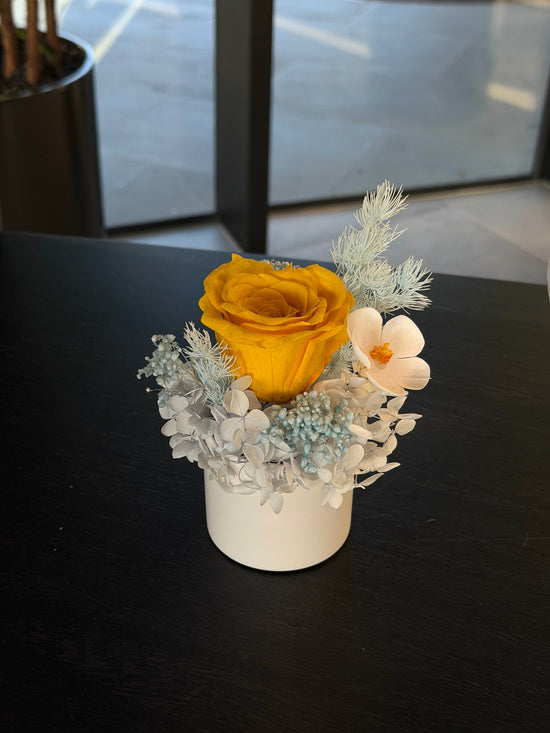 Daisy - Everlasting Preserved Flower in Vase