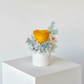 Daisy - Everlasting Preserved Flower in Vase